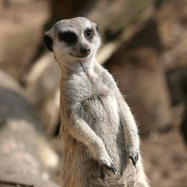 Suricate